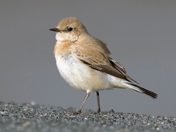 Westelijke Blonde Tapuit