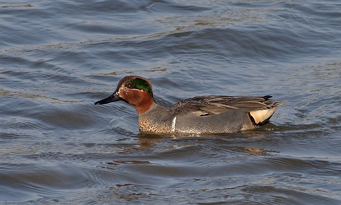 Amerikaanse Wintertaling