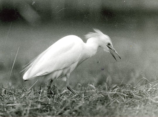 Koereiger