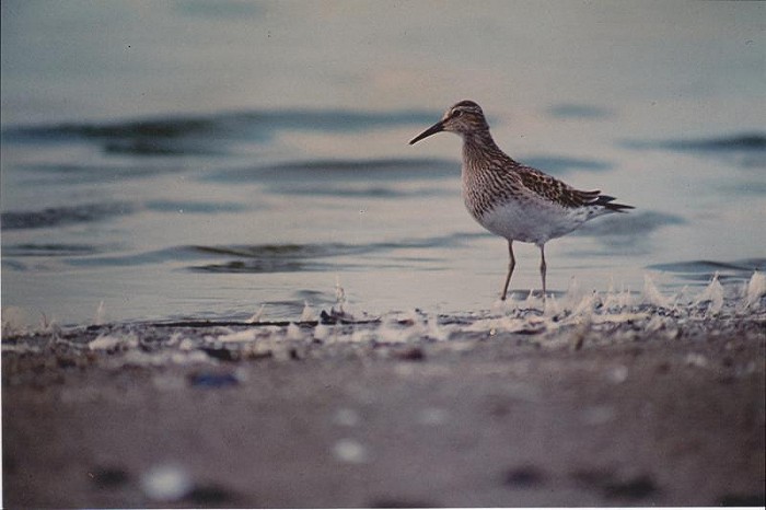 Gestreepte Strandloper