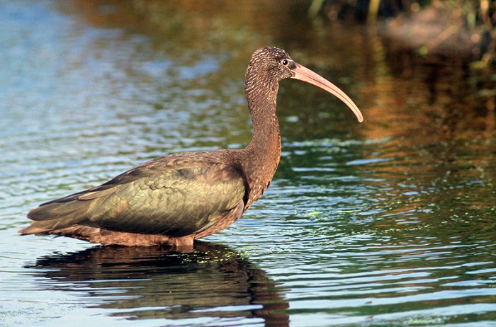 Zwarte Ibis