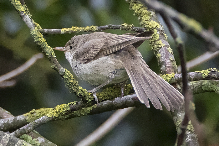 Grote Vale Spotvogel